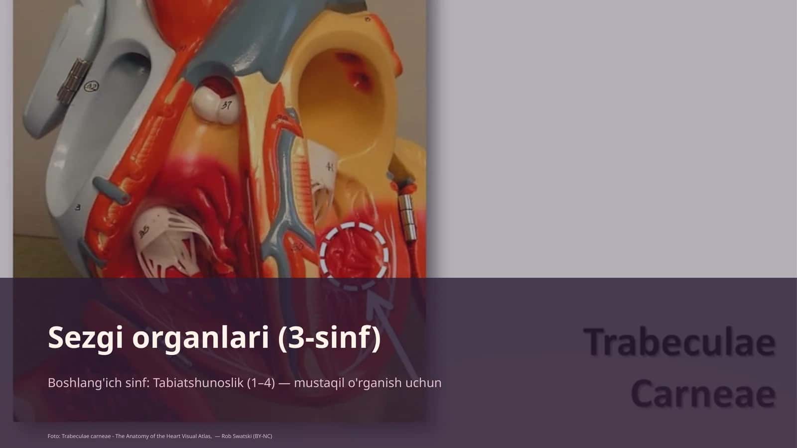 Sezgi organlari (3-sinf) 1