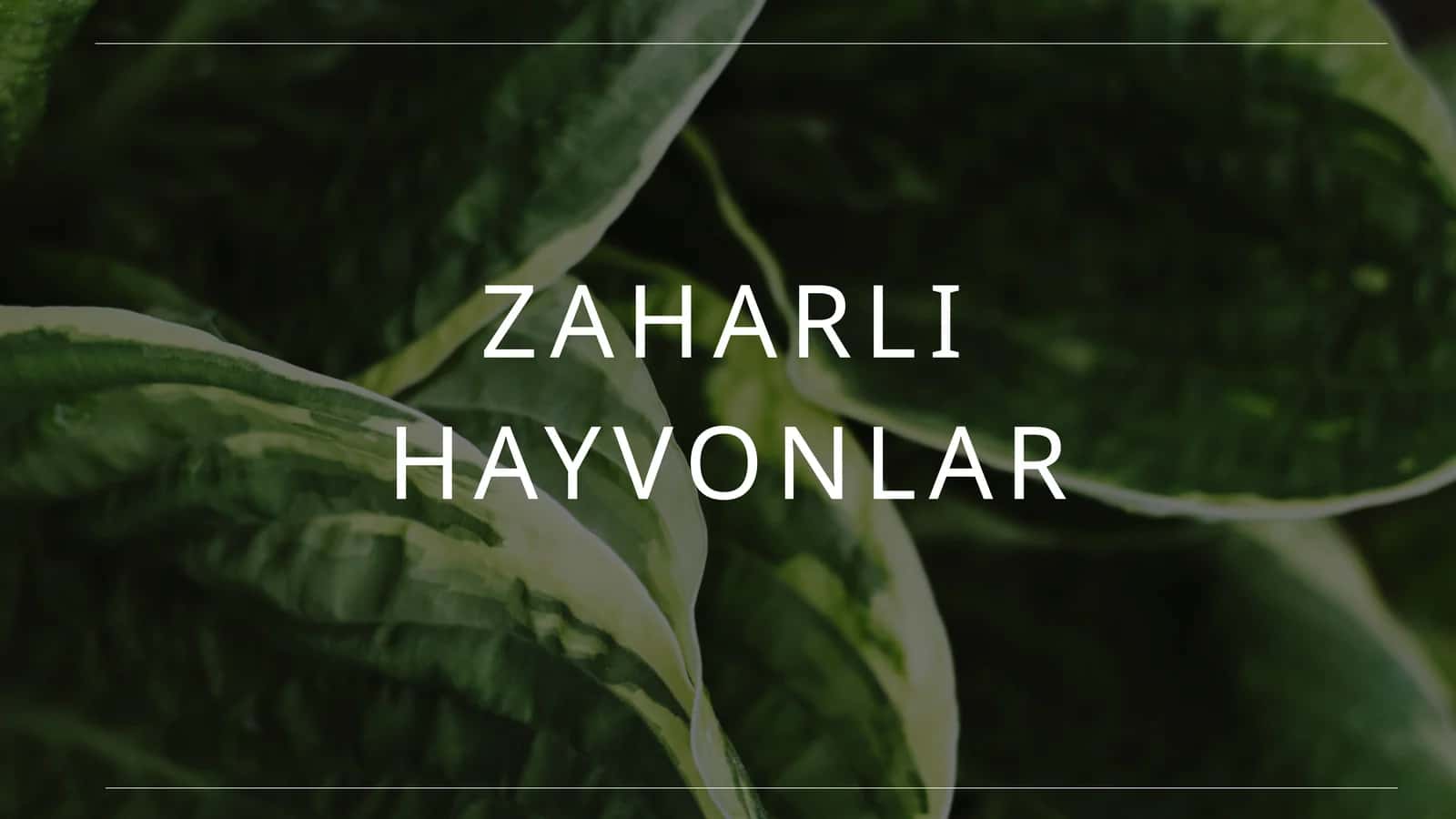 zaharli hayvonlar 1
