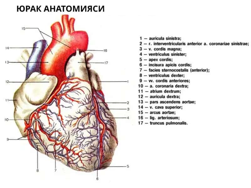 Юрак анатомияси 1