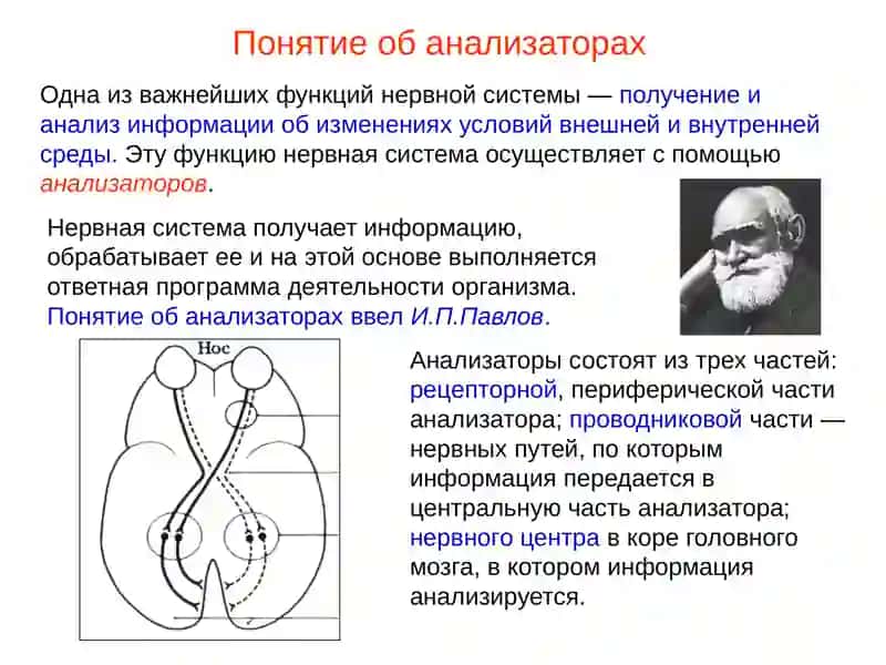 Презентация по теме Органзрения 2