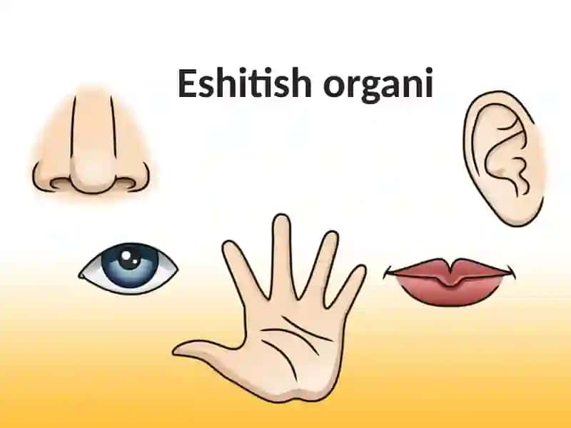 Eshitish organi 2
