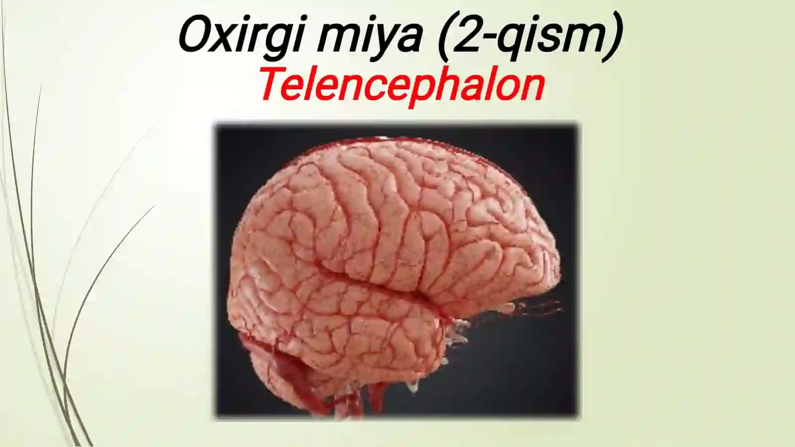 Oq modda 2