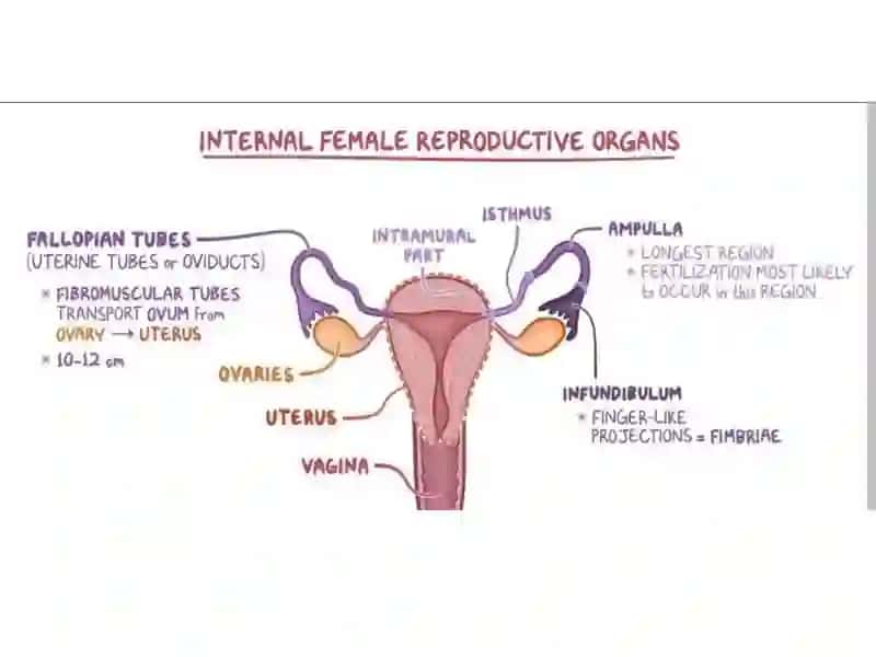 Internal Female Reproductive Organs 2