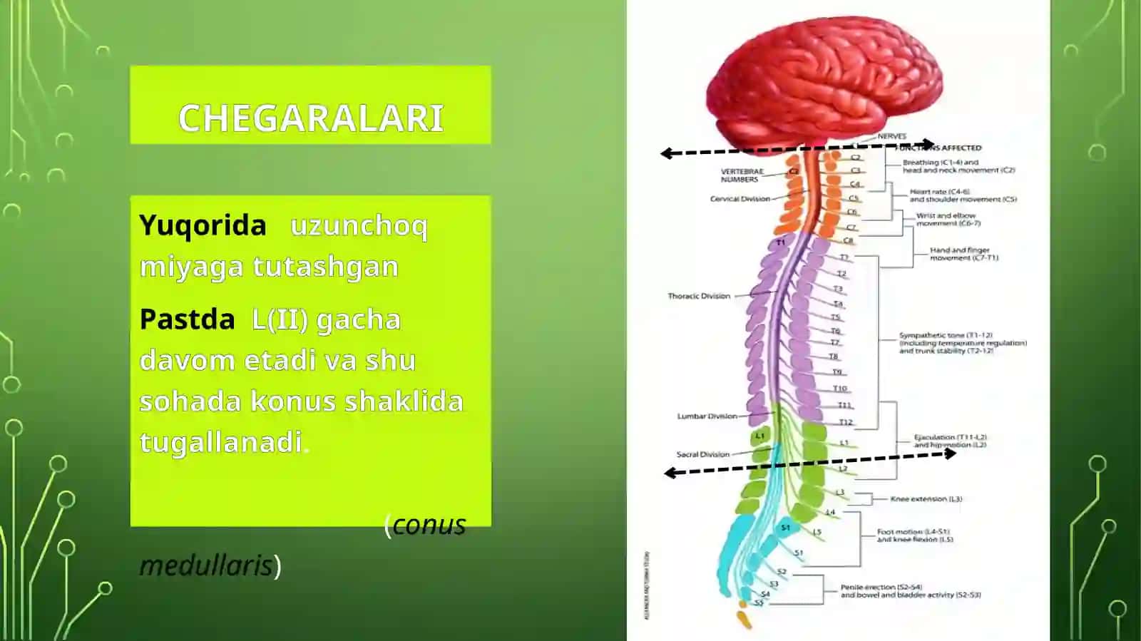 Orqamiyaanatomiyasi 2