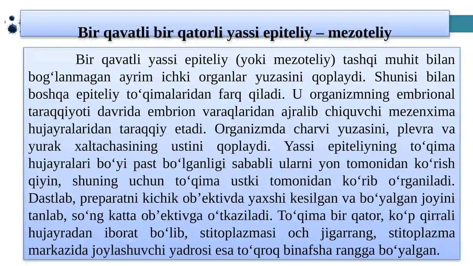 Bir qavatli epiteliy 2