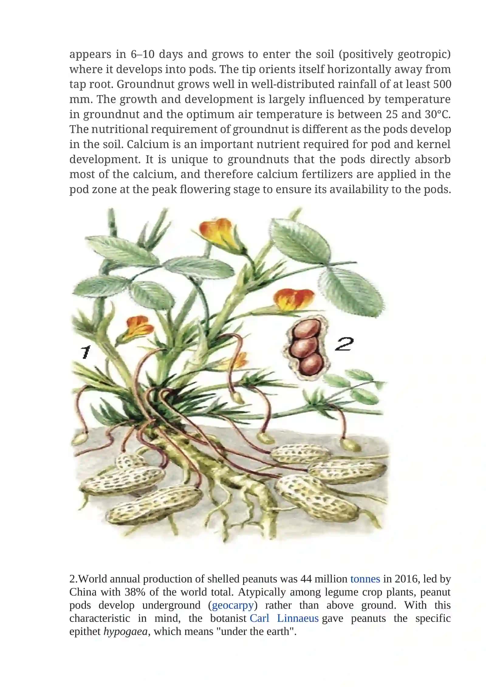 Peanut breeding and its seed production 2