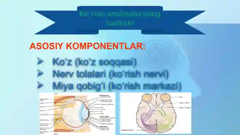 Ko`rish analizatori 2