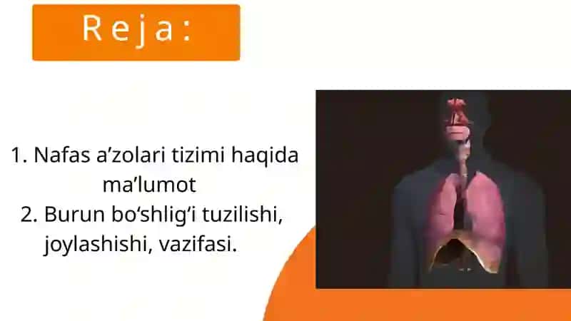 Nafas olish tizimi 2