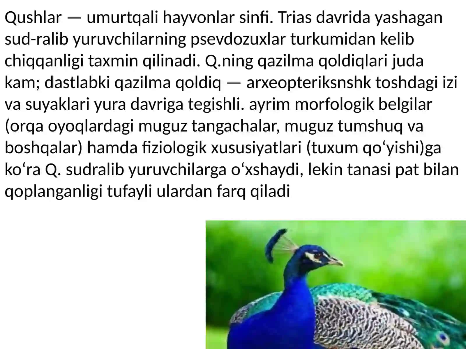 QUSHLAR OLAMI 2