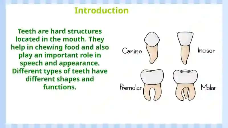 Types of Teeth 2
