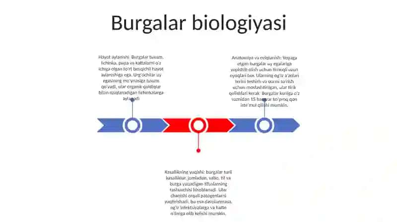 Burgalar 2