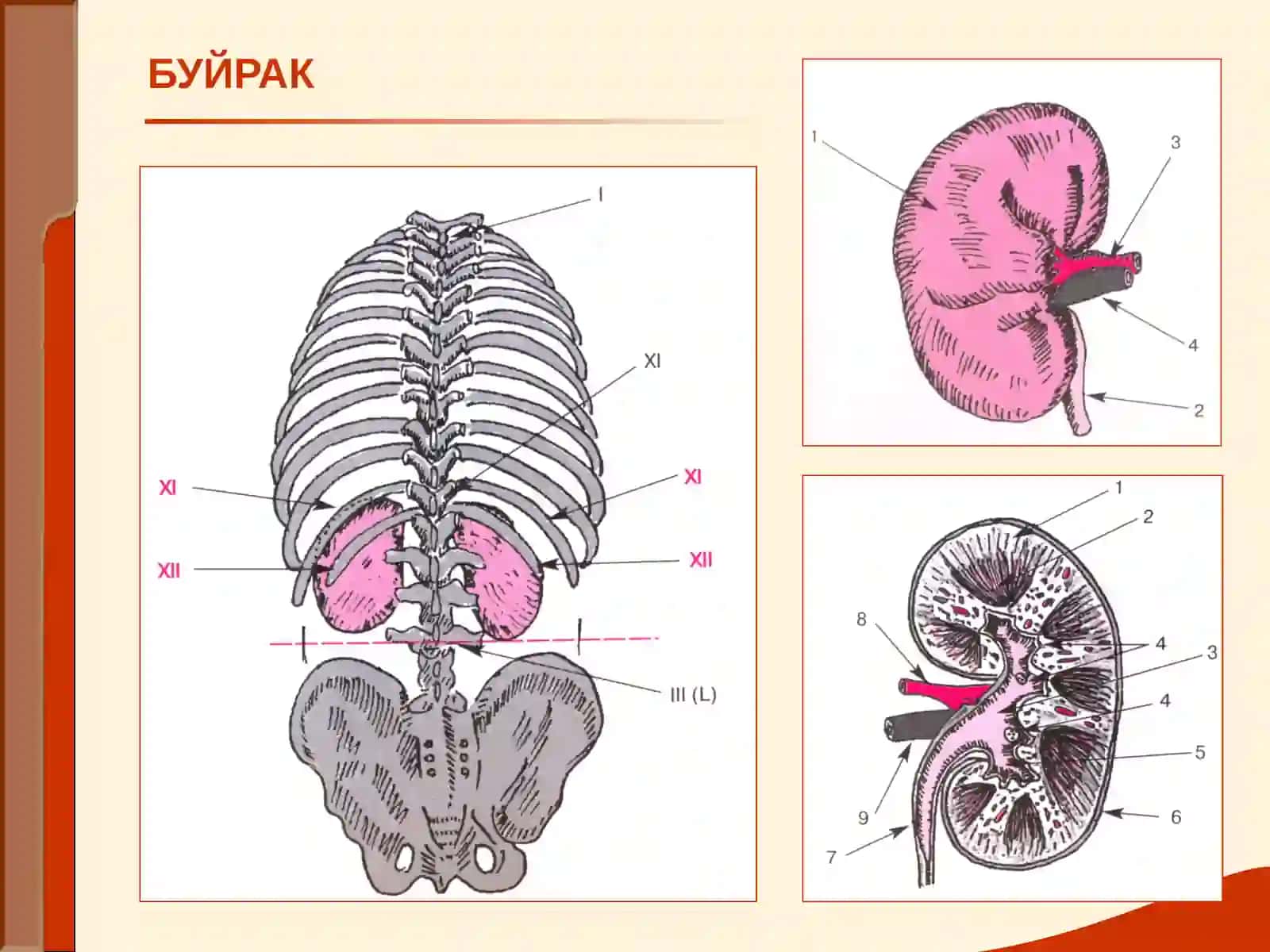 БУЙРАК 2