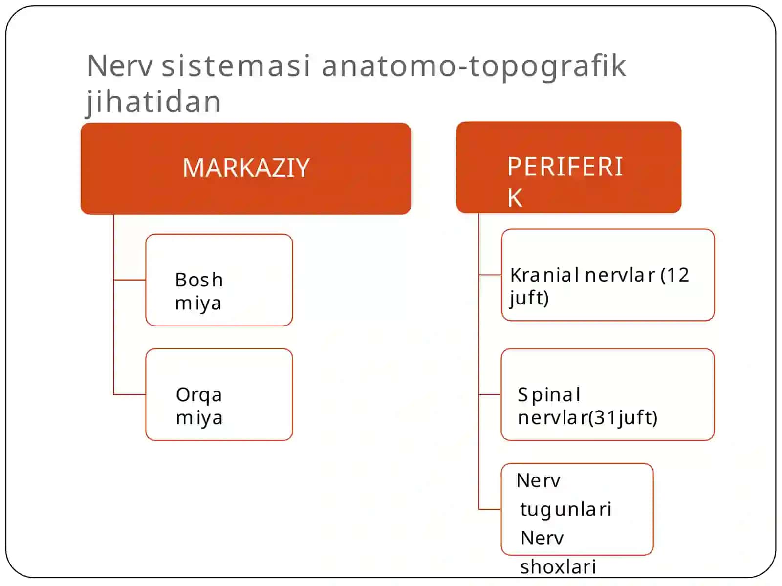 Orqamiya anatomiyasi 2