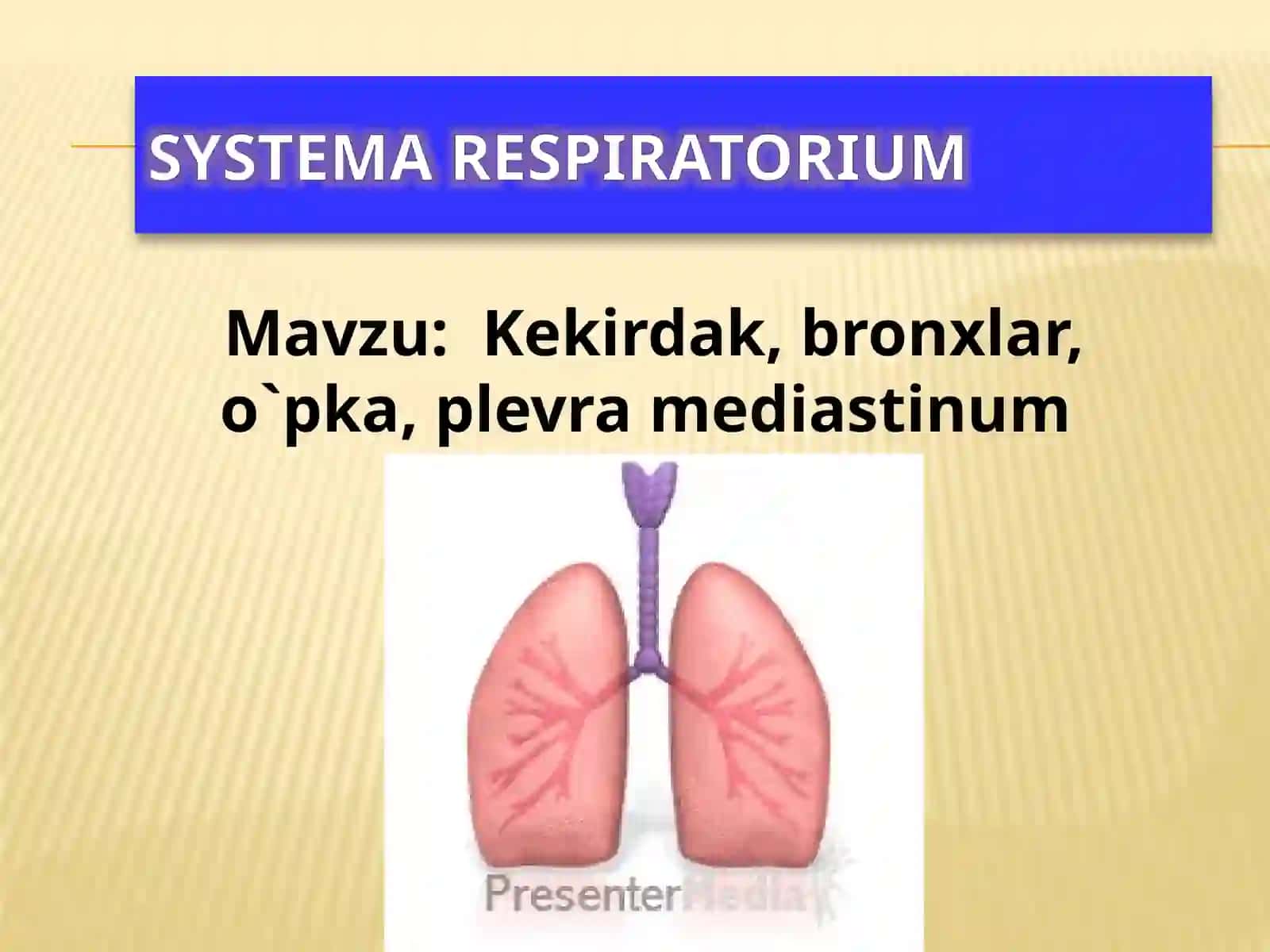 Nafas olish tizimi anatomiyasi 2