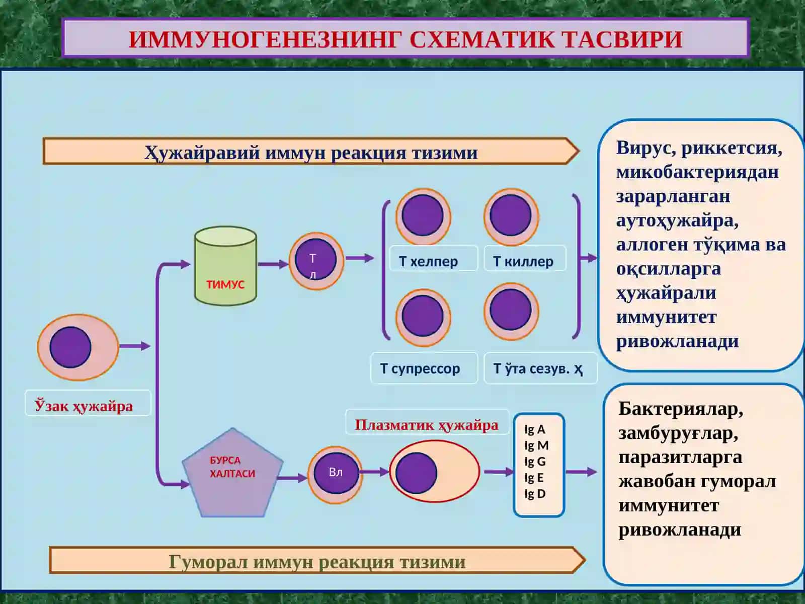 ПАТОЛОГИК АНАТОМИЯ 2