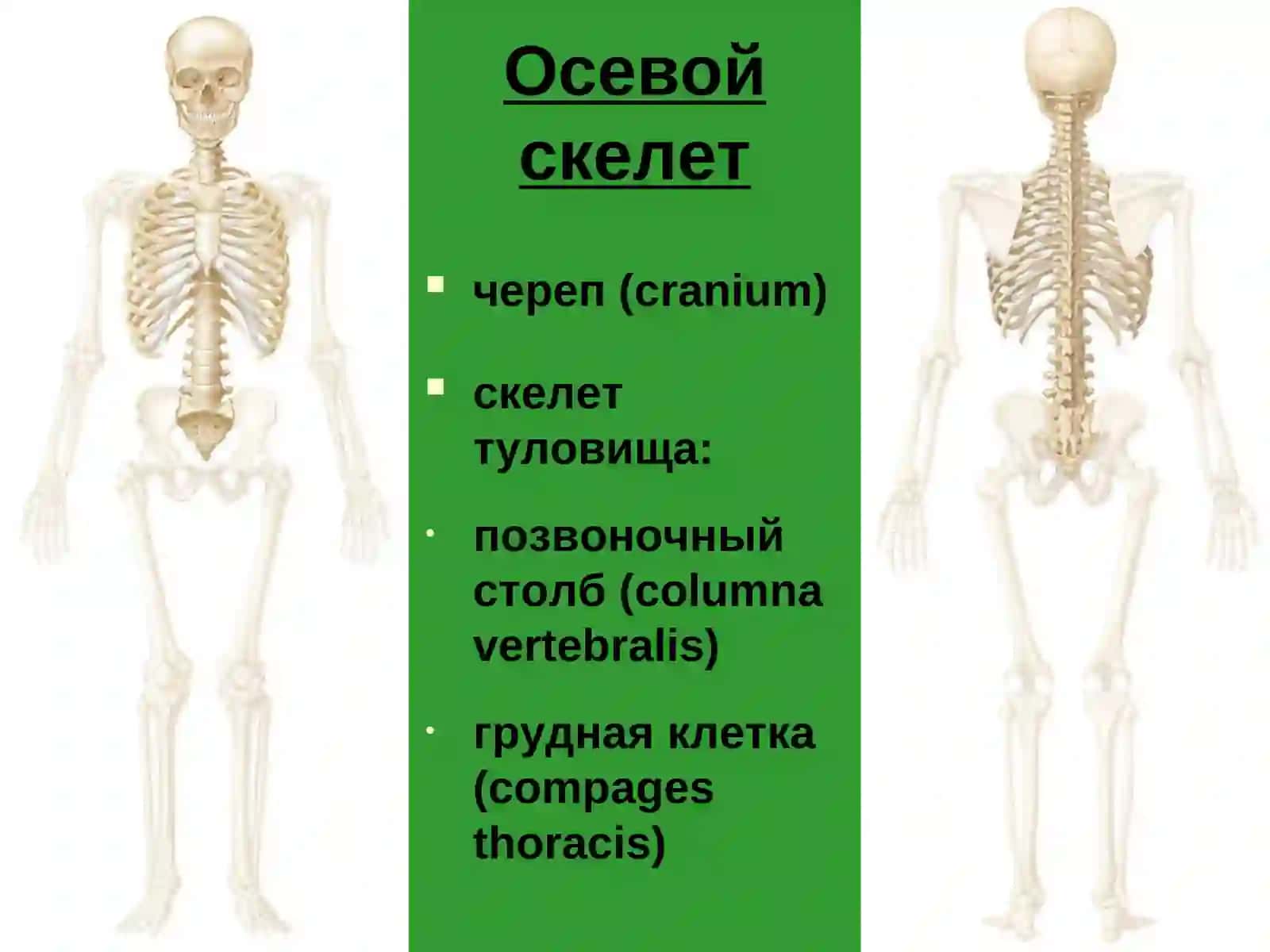 Осевой скелет 2