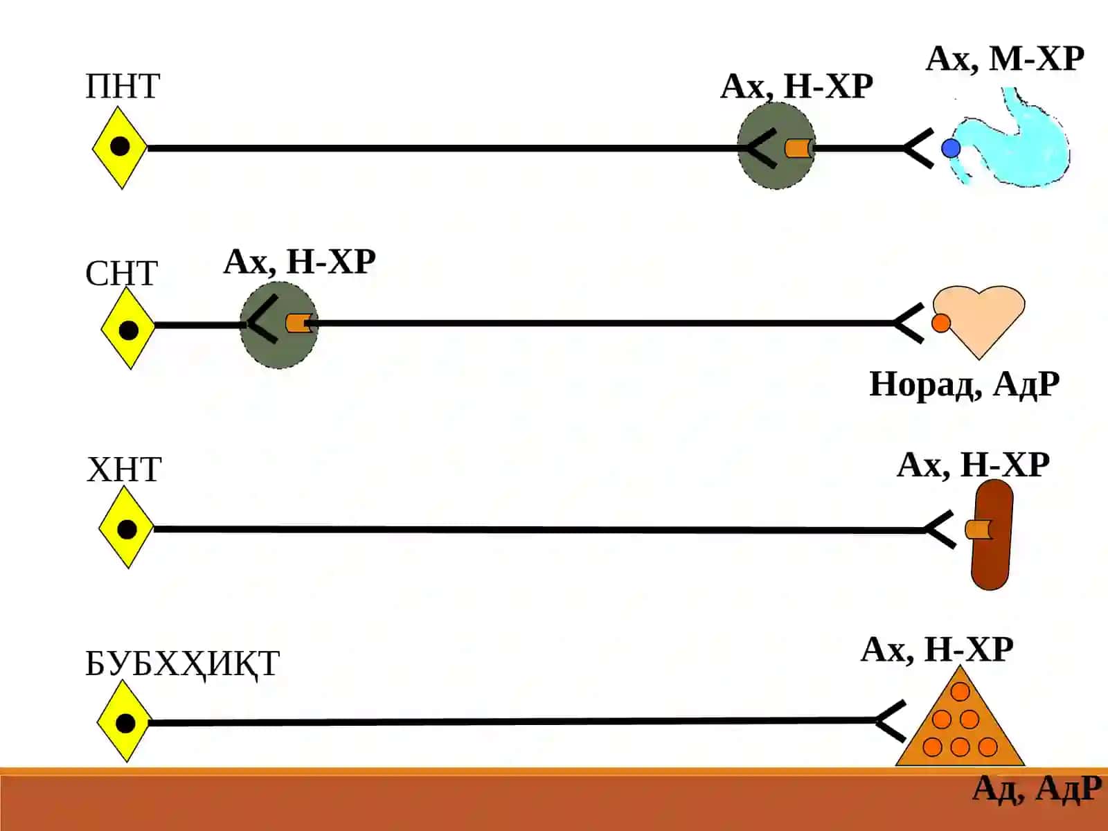 Адремометиклар симпатомиметикар (farmakalogiya) 2