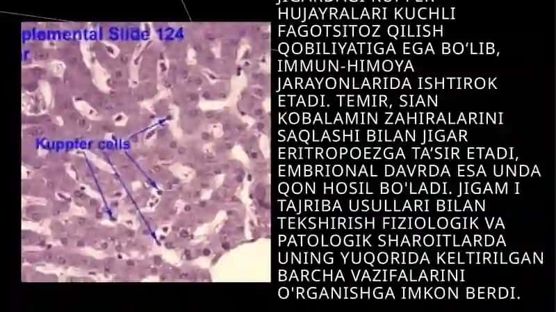 Jigar faoliyatining buzilishi 2