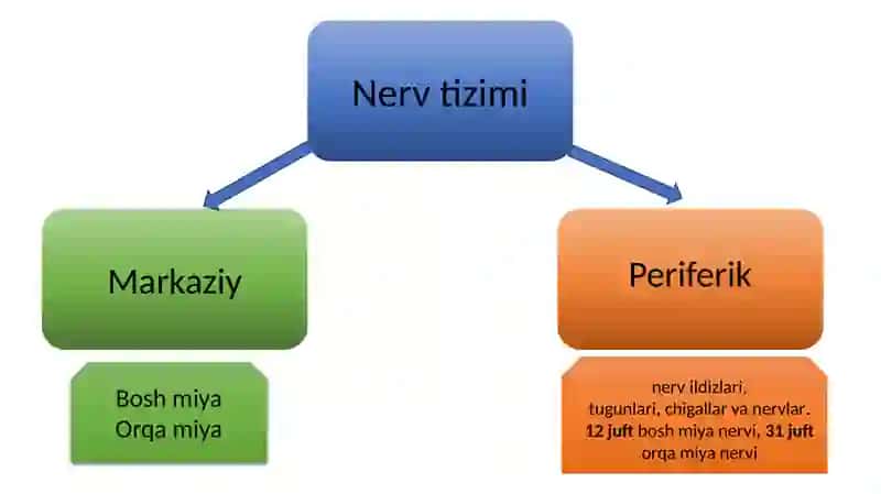Perifirik nerv tizimi funsional anatomiyasi. 2