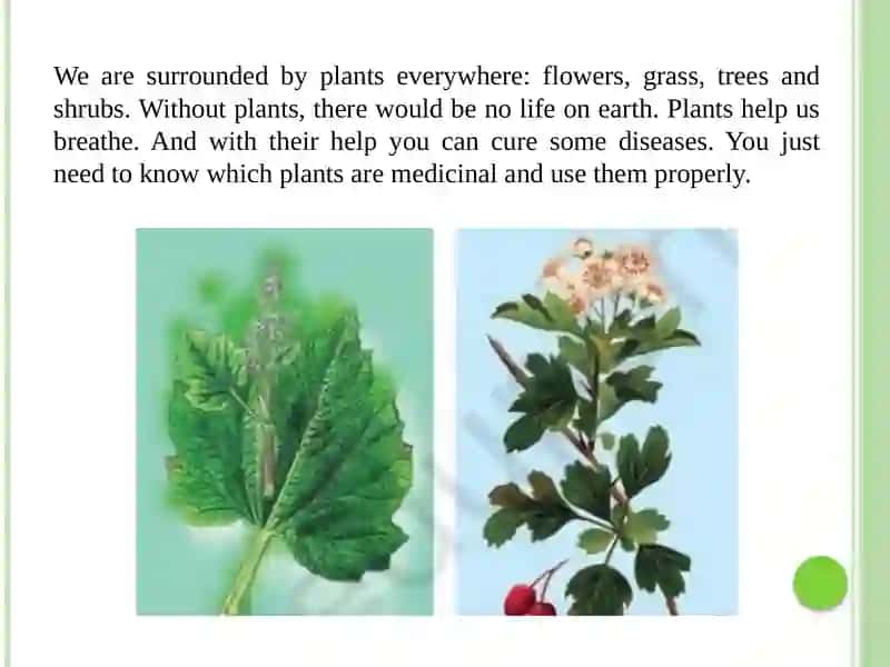About plants 2