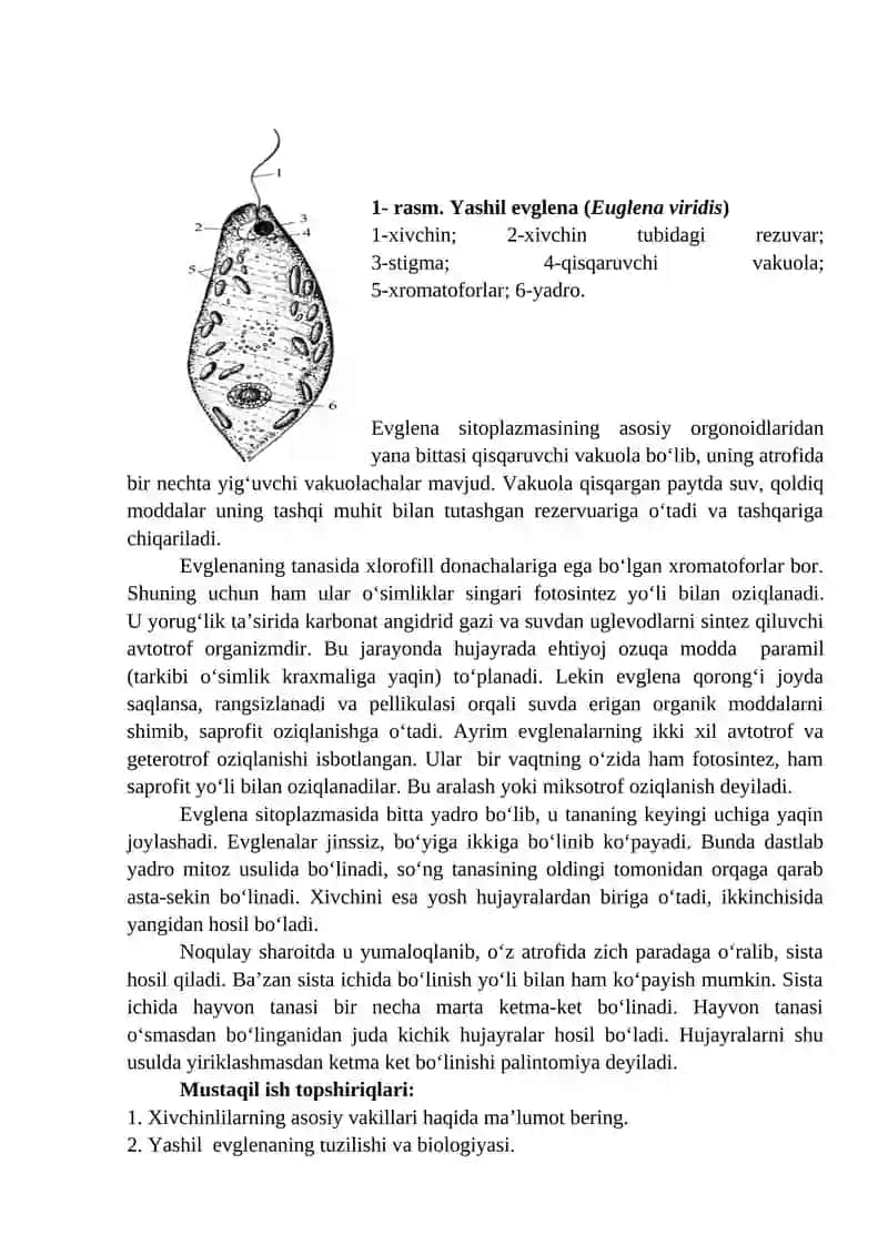 Euglena viridis yoki Euglena gracilis 2