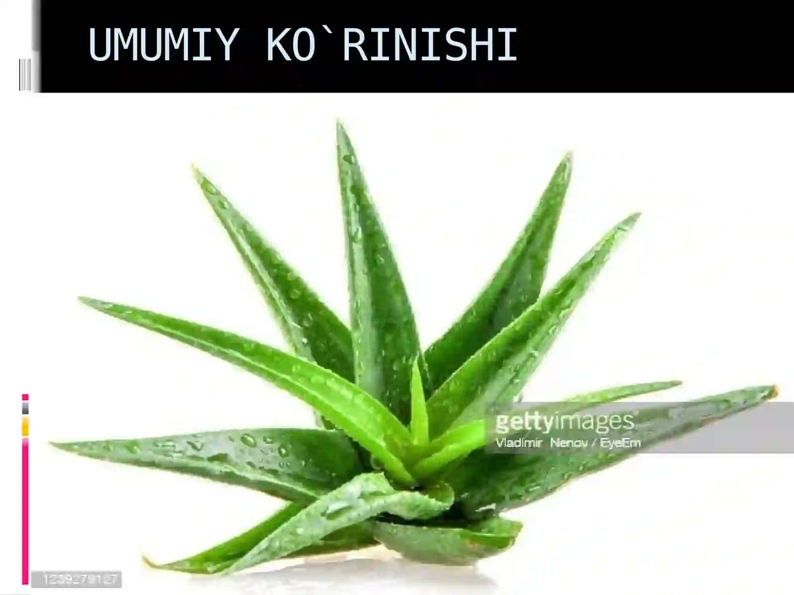 Aloe 2