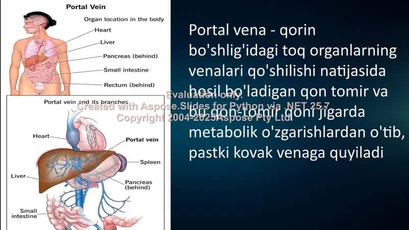 Portal vena haqida ma'lumot 2