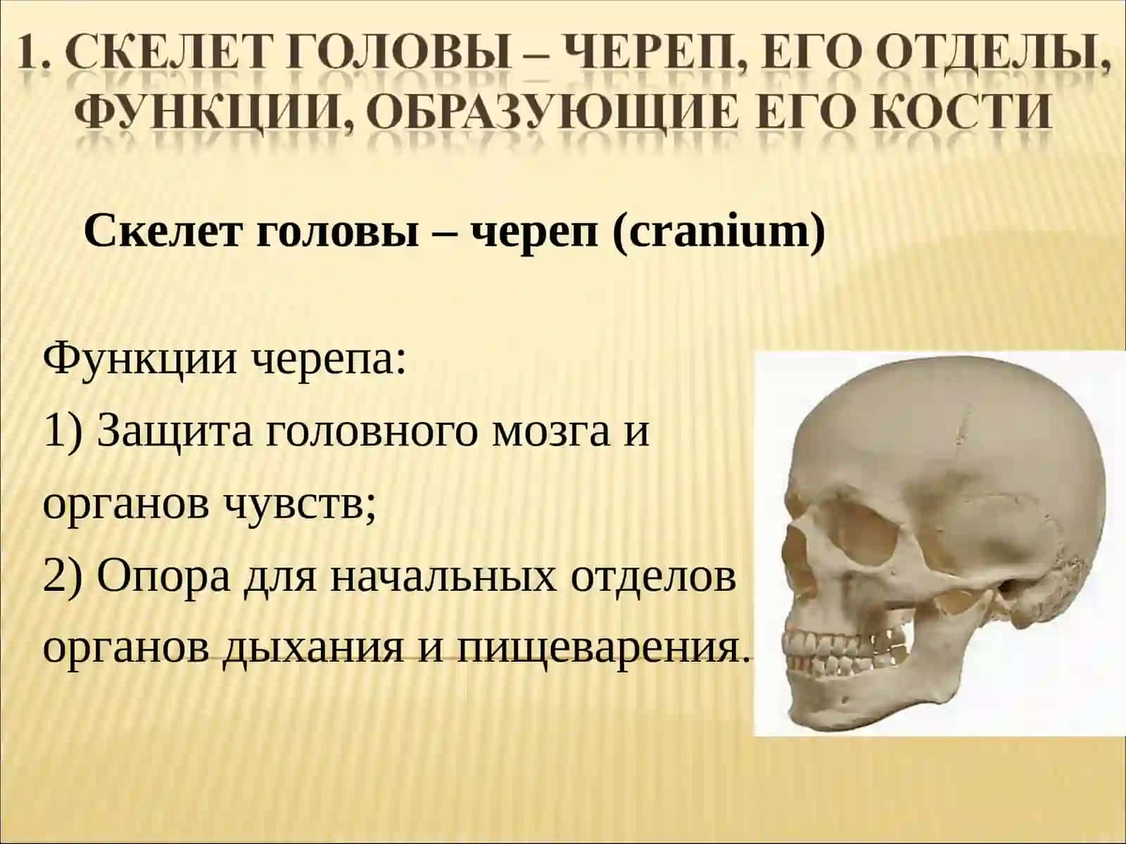 Скелет головы – череп (cranium) 2