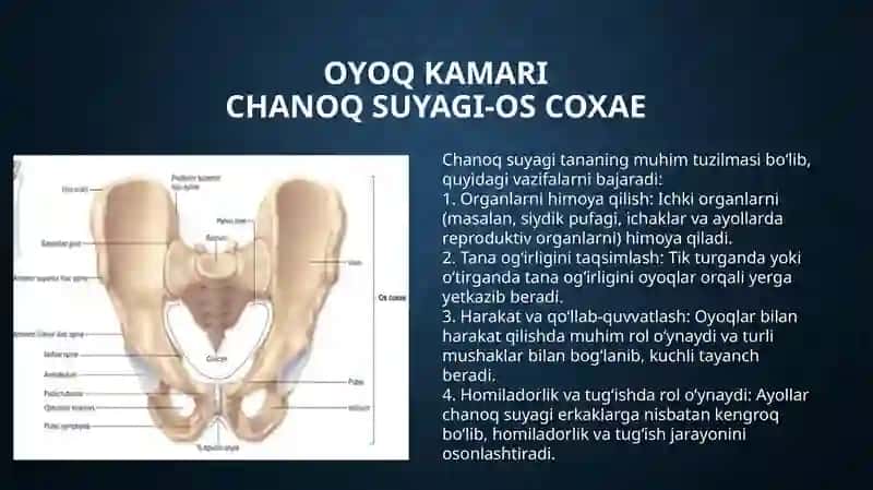 oyoq suyaklari anatomiyasi 2