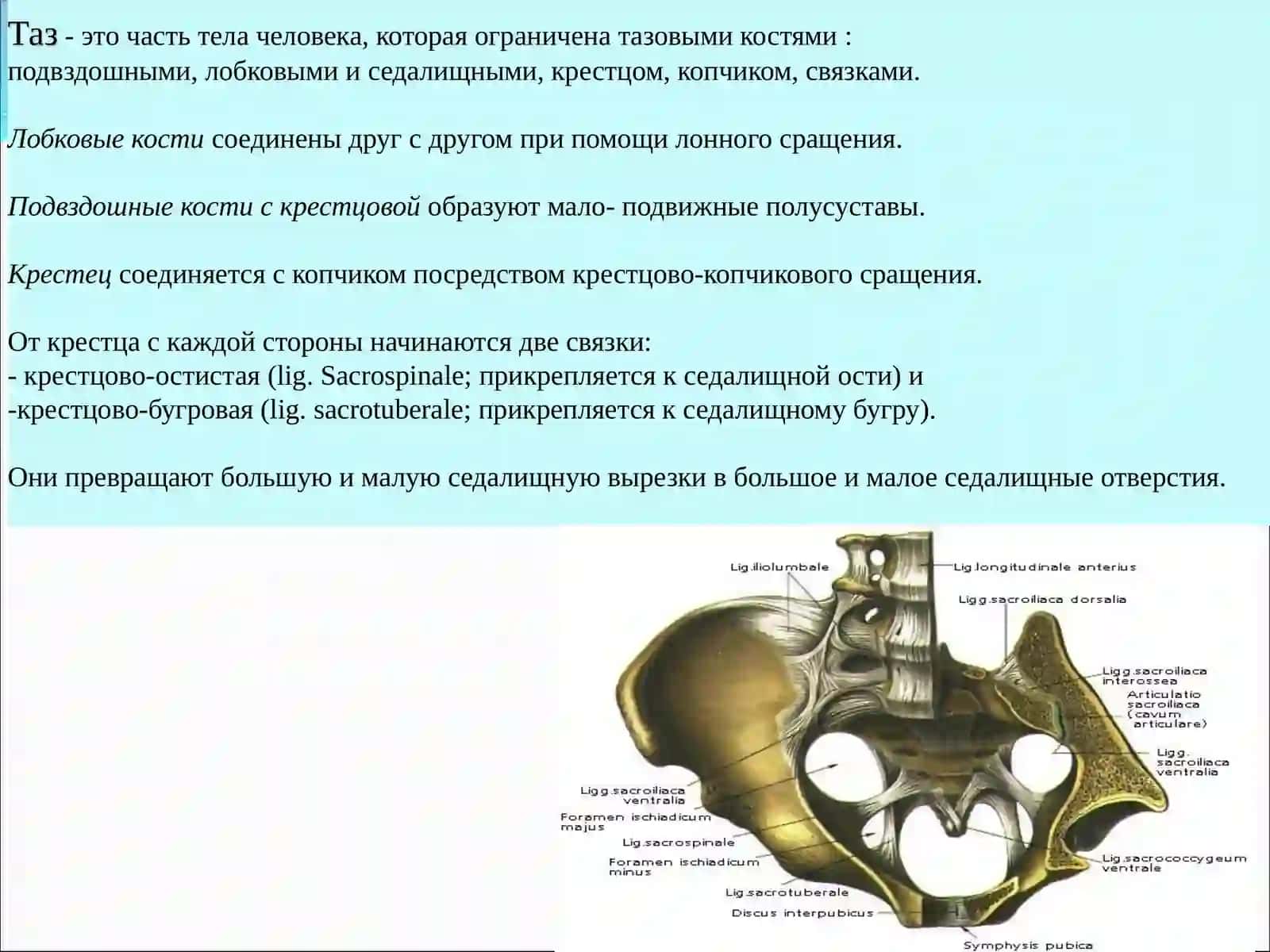 Таз 2