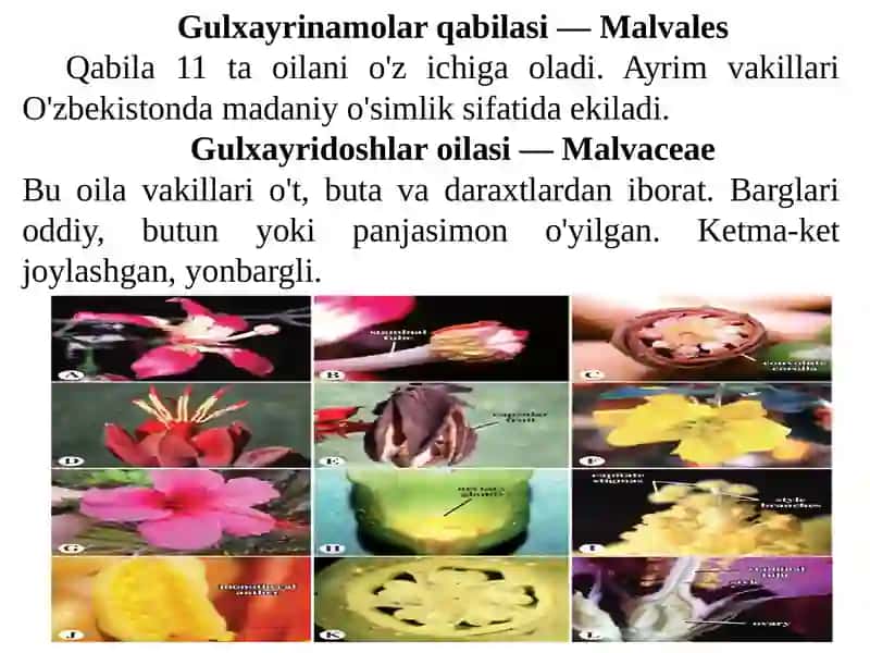 Gulxayrinamolar – Malvales 2