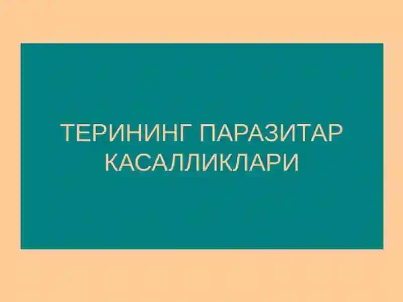 Терининг тузилиши, морфологик элементлари 2