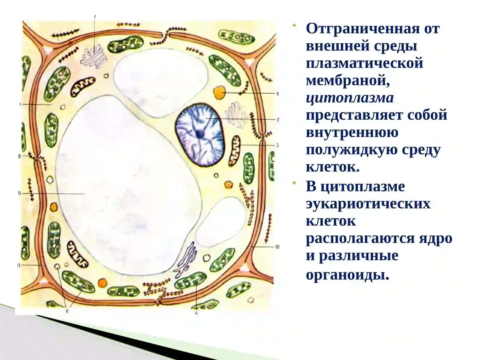 Sitoplazma va organoidlar 2