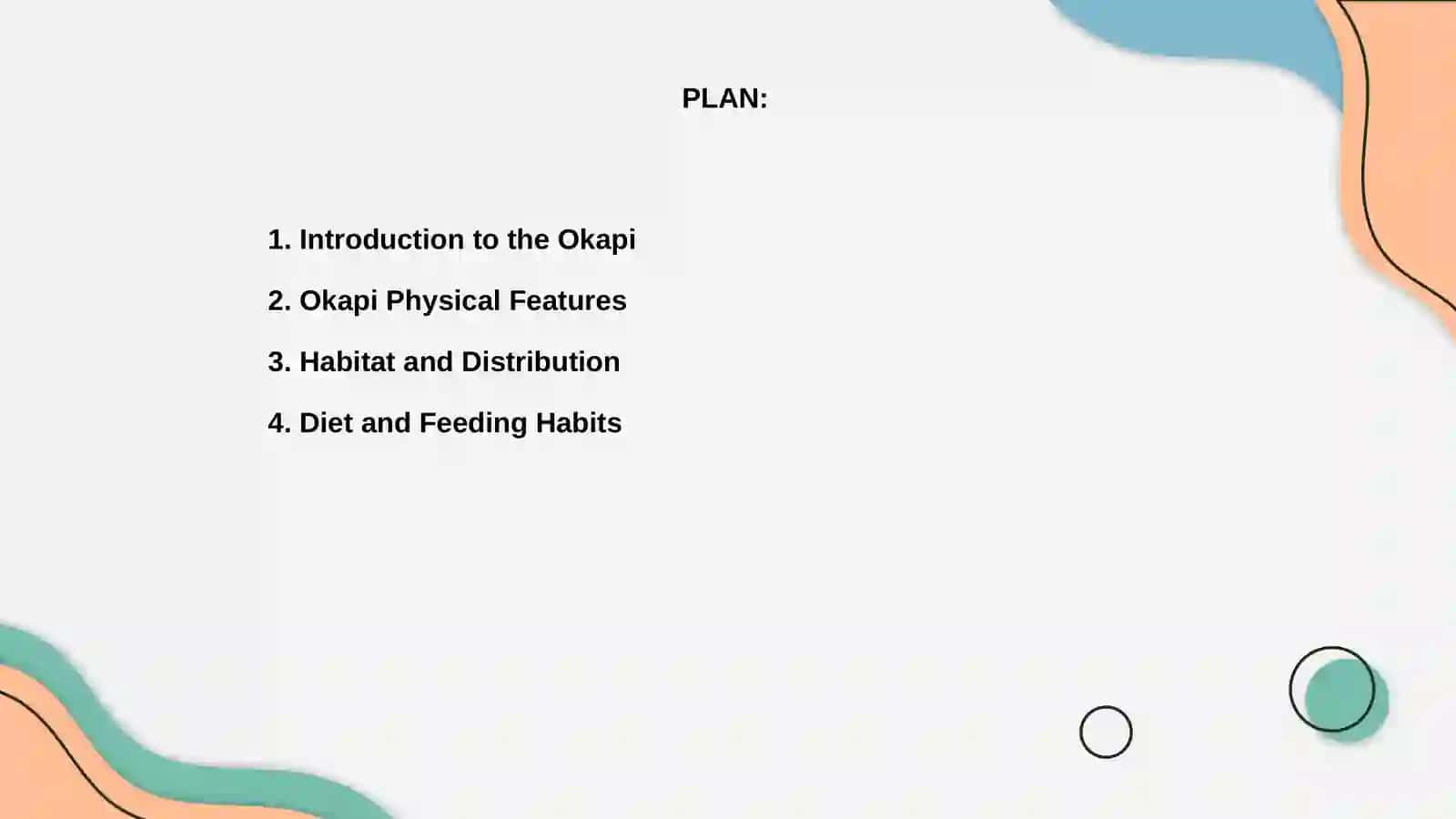 Okapi animal 2