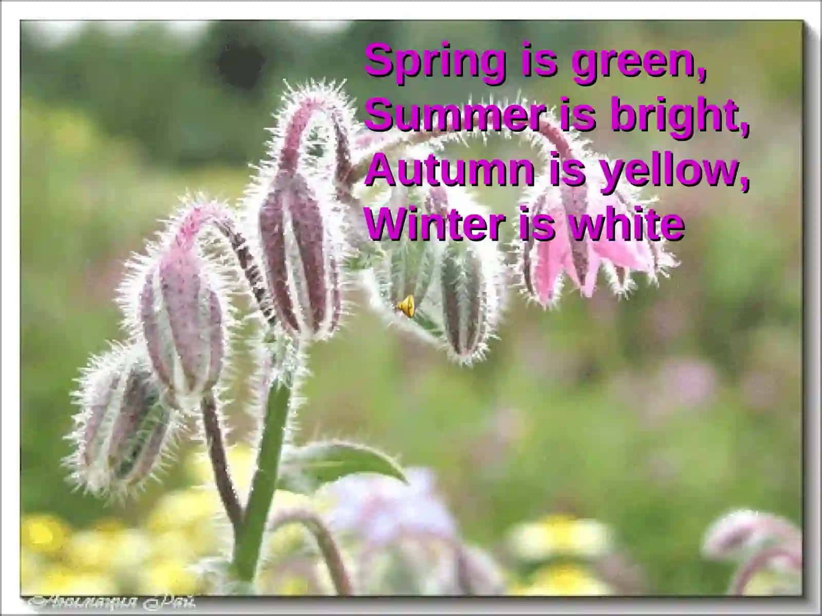 Spring Colors 2