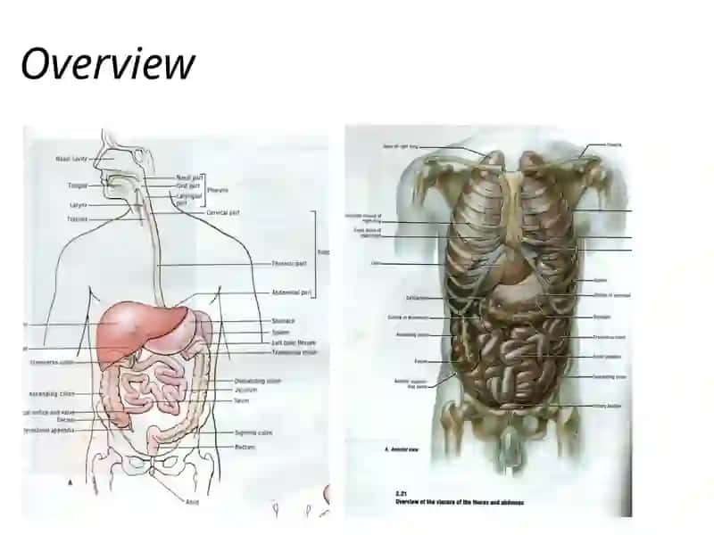 The Abdomen 2