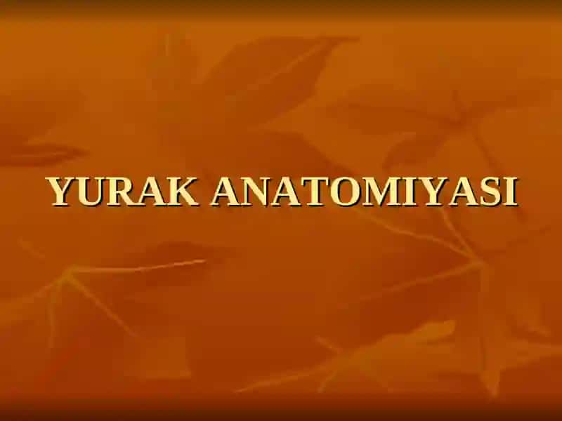 yurak anatomiyasi 2