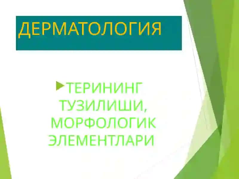 Терининг тузилиши, морфологик элементлари 2