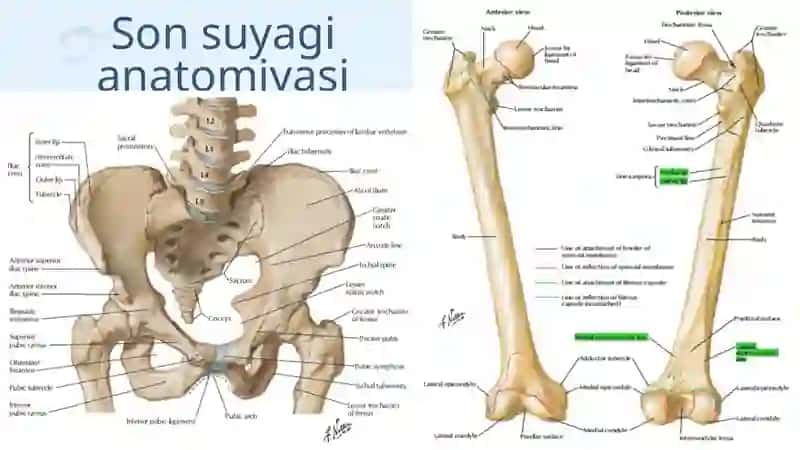Son suyagi proksimal qismi sinishlari 2