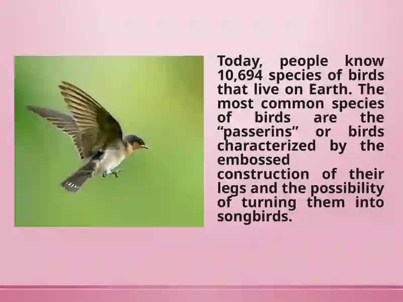 Interesting facts about birds 2