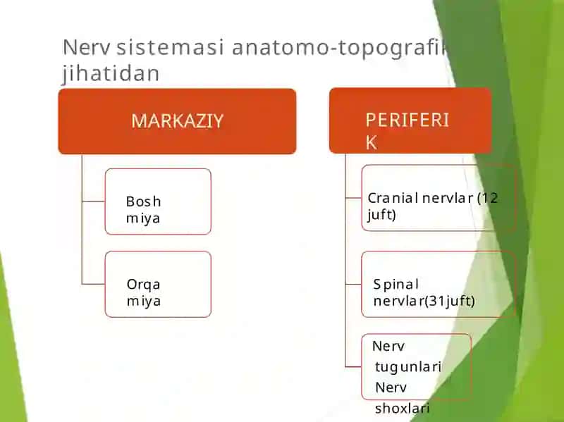 Orqamiya anatomiyasi 2