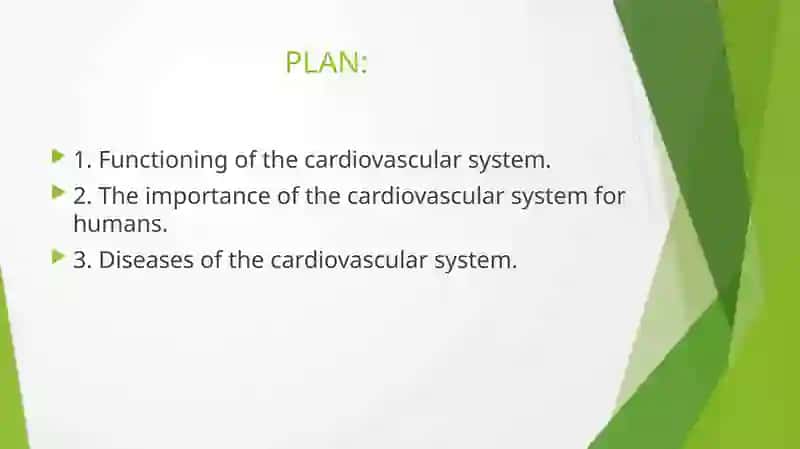 Heart and a vascular system 2