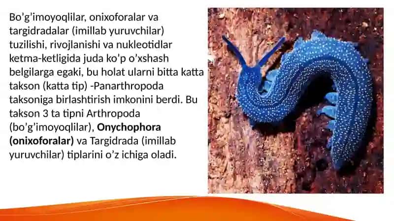 Onychophora Tirnoqlilar 2