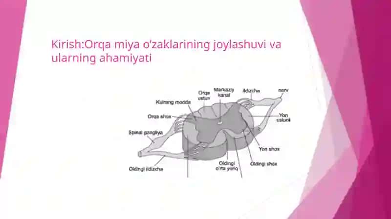 Odamanatomiyasi 2