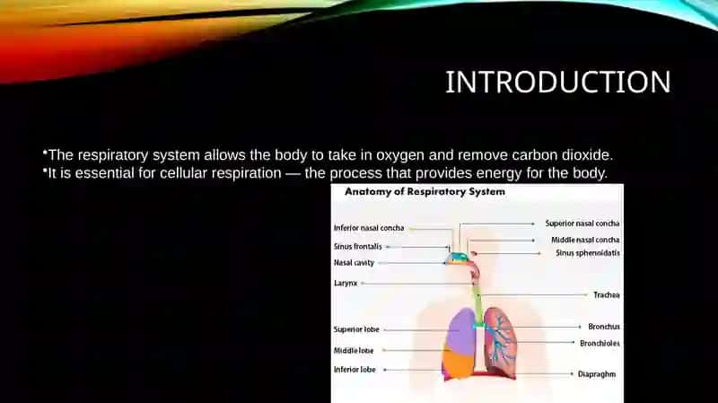 Respiratory System Presentation 2