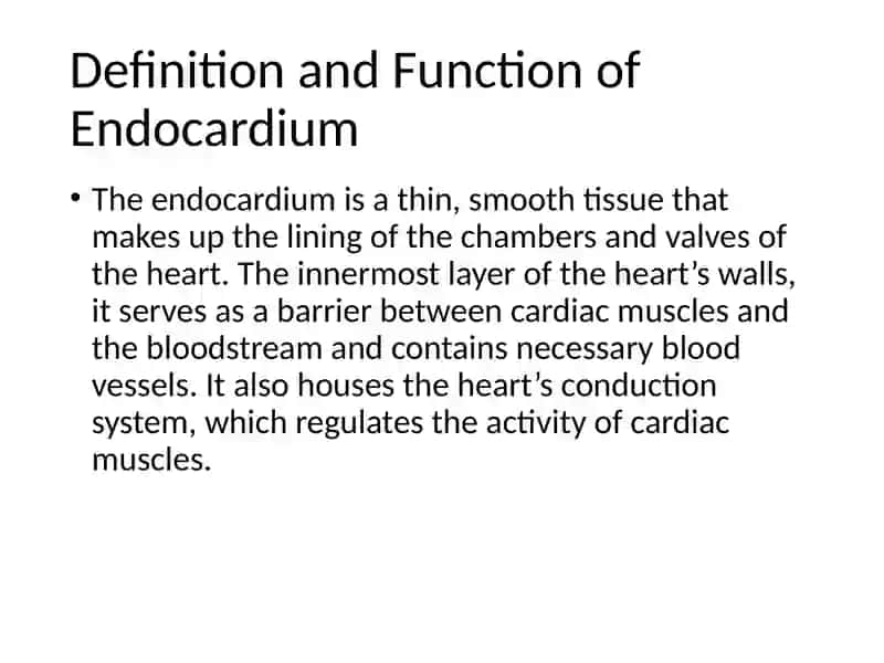 Endocardium 2