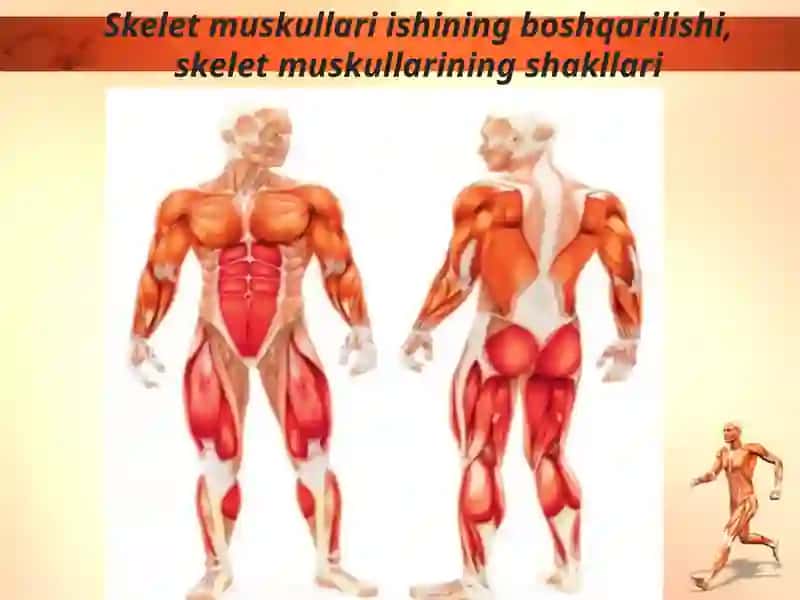Muskullar va ularning funksiyasi 2