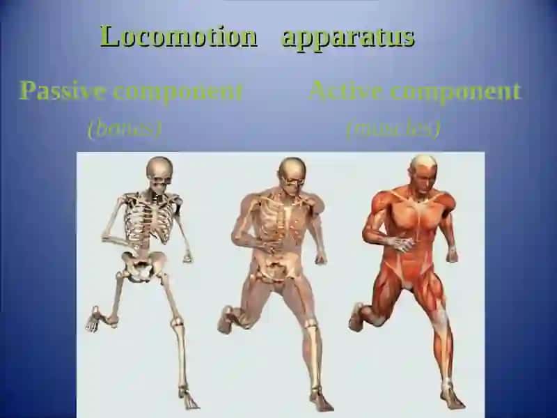 GENERAL   OSTEOLOGY. DEVELOPMENT AND GROWTH OF BONES 2