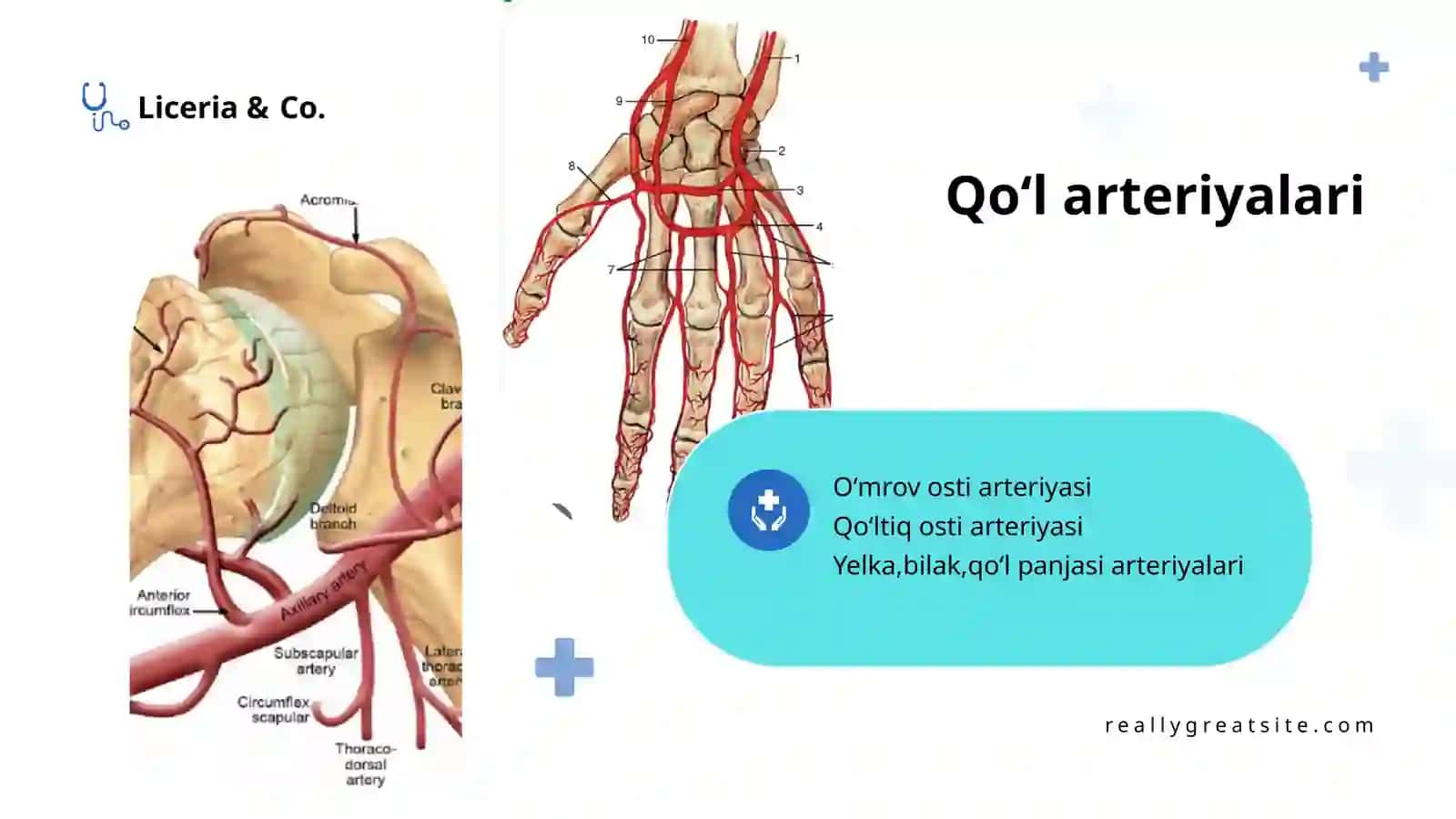 Qoʻl arteriyalari 2