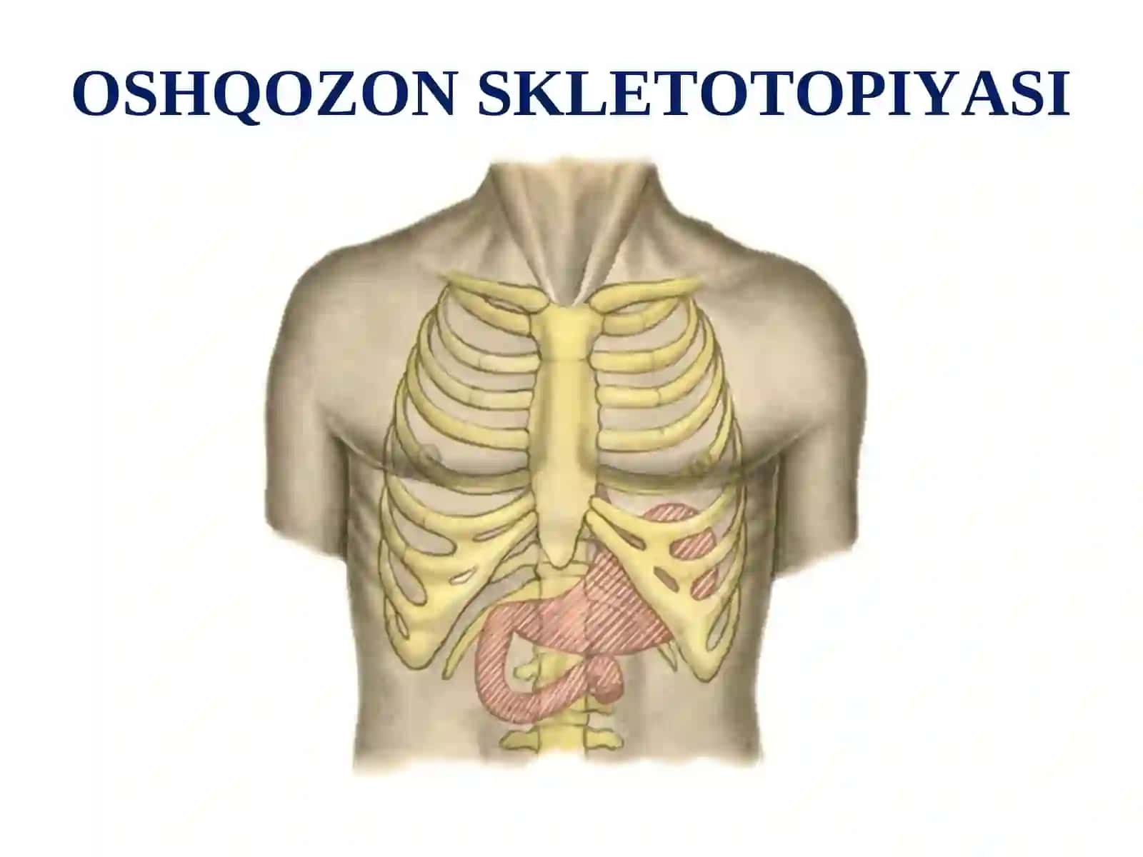 OSHQOZON TOPOGRAFIK ANATOMIYASI 2
